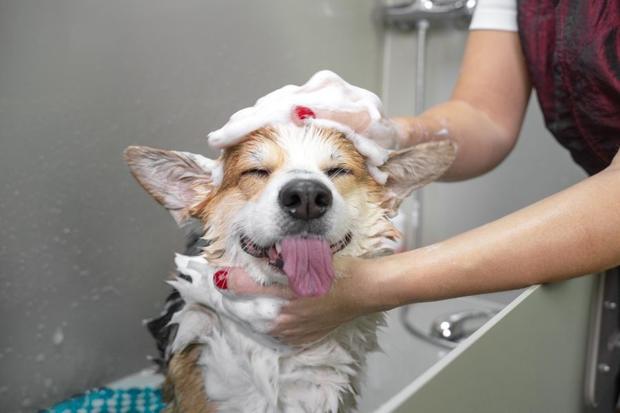 Bath & Brush at Alamo Pet Spa
