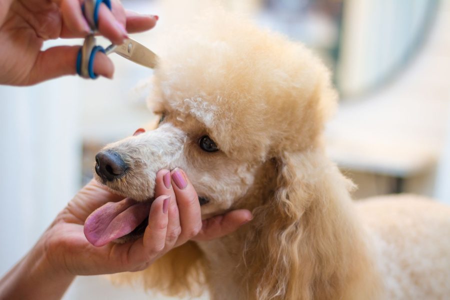 Full Grooming at Alamo Pet Spa
