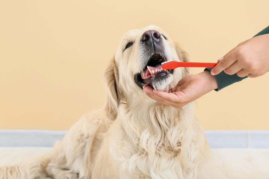 Teeth Cleaning at Alamo Pet Spa