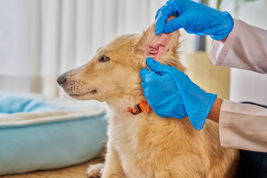 Mobile dog grooming gallery photo
