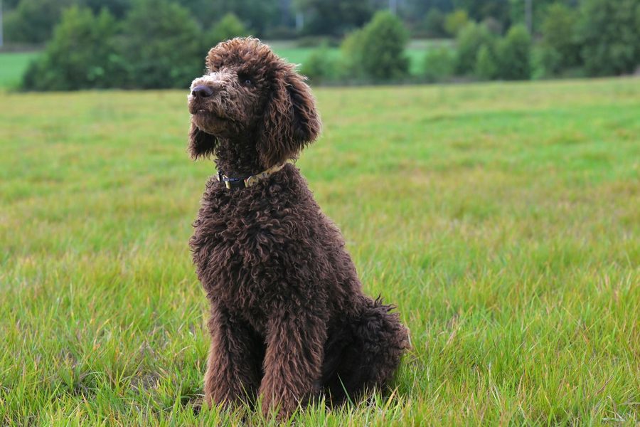 Mobile dog grooming gallery photo
