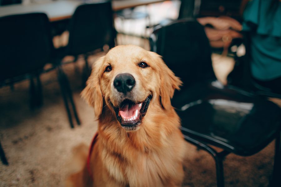 Mobile dog grooming gallery photo