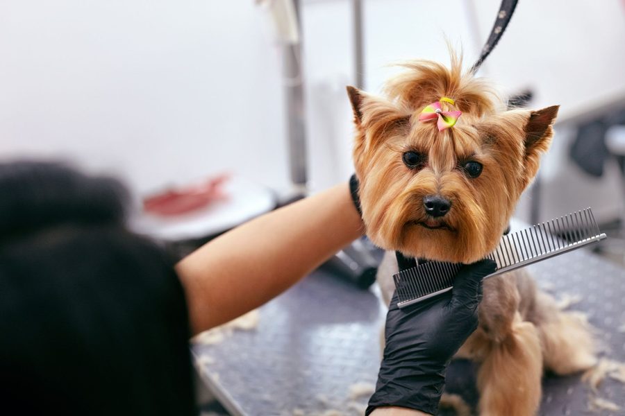 Mobile dog grooming gallery photo