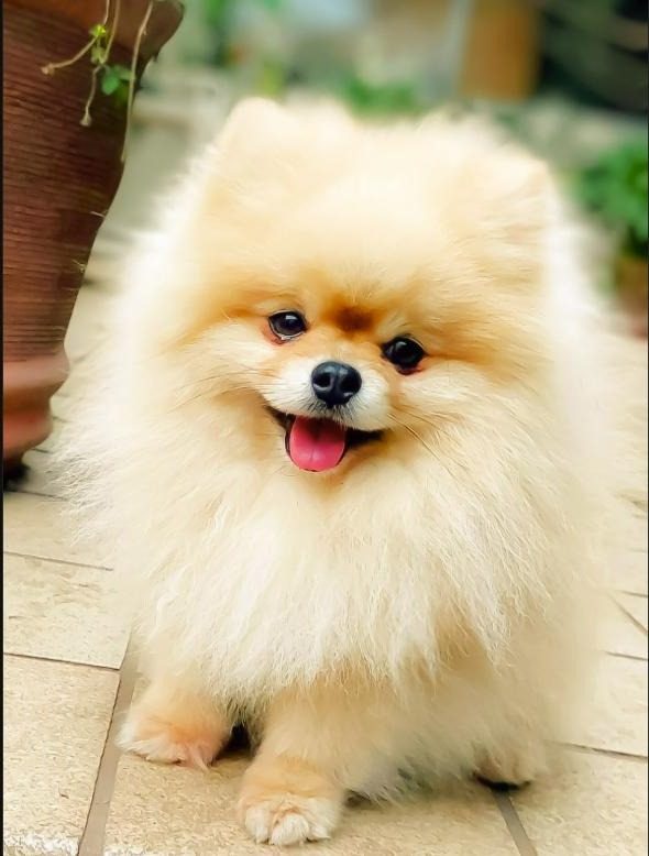 A freshly groomed dog after an Alamo Pet Spa visit